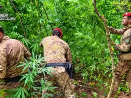 Scoperta una piantagione di canapa indiana nel Reggino, sequestrate 300 piante / Video