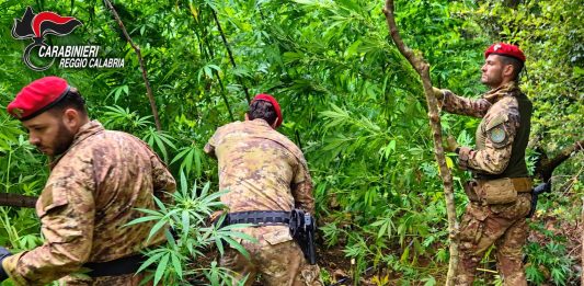 Scoperta una piantagione di canapa indiana nel Reggino, sequestrate 300 piante / Video