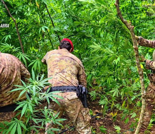 Scoperta una piantagione di canapa indiana nel Reggino, sequestrate 300 piante / Video