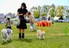 Cina: gare e attività per animali domestici a Yinchuan (2)