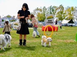 Cina: gare e attività per animali domestici a Yinchuan (2)
