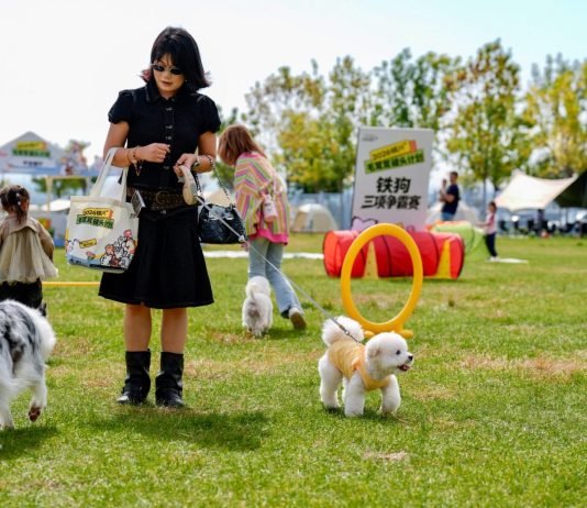 Cina: gare e attività per animali domestici a Yinchuan (2)