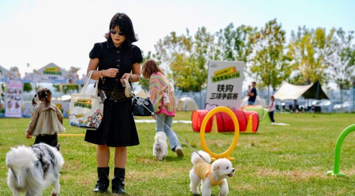 Cina: gare e attività per animali domestici a Yinchuan (2)