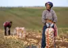 Cina: per il 2026 previsto un raccolto abbondante di cereali
