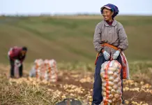 Cina: per il 2026 previsto un raccolto abbondante di cereali