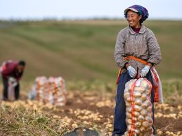 Cina: per il 2026 previsto un raccolto abbondante di cereali
