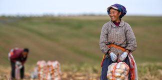 Cina: per il 2026 previsto un raccolto abbondante di cereali