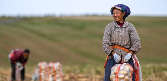 Cina: per il 2026 previsto un raccolto abbondante di cereali