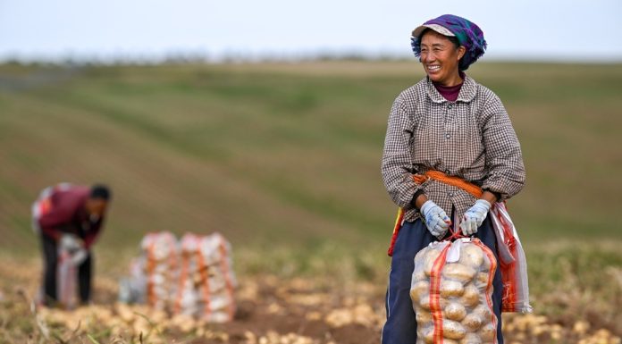 Cina: per il 2026 previsto un raccolto abbondante di cereali