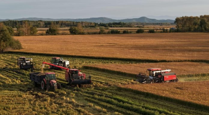 Cina: stagione del raccolto nelle risaie dello Heilongjiang (1)