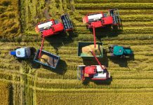 Cina: stagione del raccolto nelle risaie dello Heilongjiang (2)