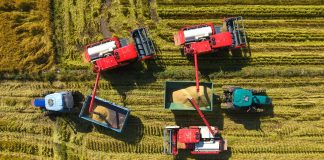 Cina: stagione del raccolto nelle risaie dello Heilongjiang (2)