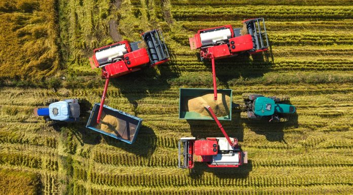 Cina: stagione del raccolto nelle risaie dello Heilongjiang (2)