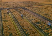 Cina: stagione del raccolto nelle risaie dello Heilongjiang (3)