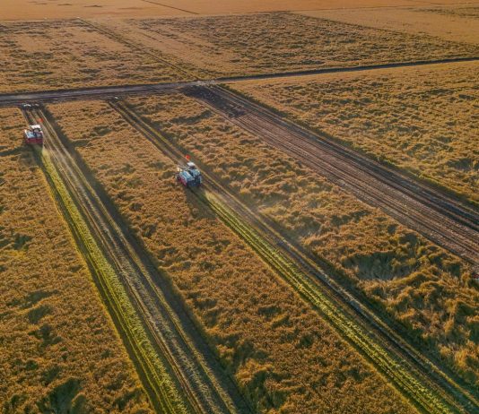 Cina: stagione del raccolto nelle risaie dello Heilongjiang (3)