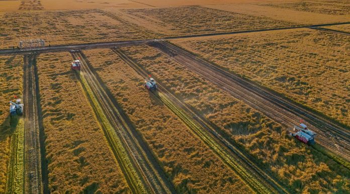 Cina: stagione del raccolto nelle risaie dello Heilongjiang (3)