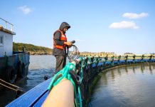 Cina: allevamenti e turismo, cresce la filiera dell’ombrina gialla (1)