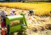Cina: nel Guizhou al via la raccolta del riso su 7.900 ettari (1)