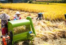 Cina: nel Guizhou al via la raccolta del riso su 7.900 ettari (1)