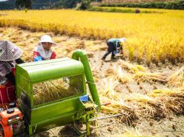 Cina: nel Guizhou al via la raccolta del riso su 7.900 ettari (1)