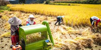 Cina: nel Guizhou al via la raccolta del riso su 7.900 ettari (1)