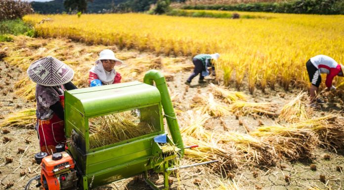 Cina: nel Guizhou al via la raccolta del riso su 7.900 ettari (1)