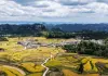 Cina: nel Guizhou al via la raccolta del riso su 7.900 ettari (2)