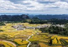 Cina: nel Guizhou al via la raccolta del riso su 7.900 ettari (2)
