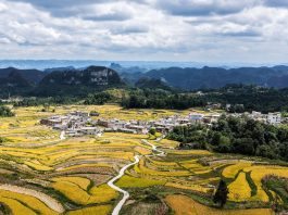 Cina: nel Guizhou al via la raccolta del riso su 7.900 ettari (2)