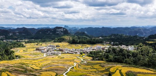 Cina: nel Guizhou al via la raccolta del riso su 7.900 ettari (2)