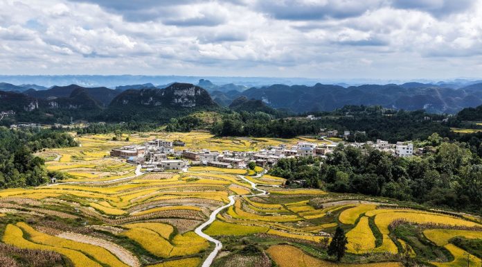 Cina: nel Guizhou al via la raccolta del riso su 7.900 ettari (2)