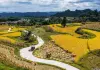 Cina: nel Guizhou al via la raccolta del riso su 7.900 ettari (3)