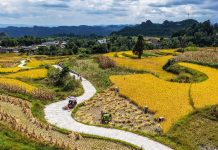 Cina: nel Guizhou al via la raccolta del riso su 7.900 ettari (3)