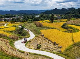Cina: nel Guizhou al via la raccolta del riso su 7.900 ettari (3)