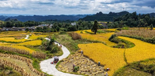 Cina: nel Guizhou al via la raccolta del riso su 7.900 ettari (3)