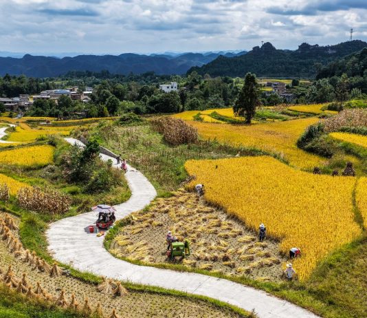 Cina: nel Guizhou al via la raccolta del riso su 7.900 ettari (3)