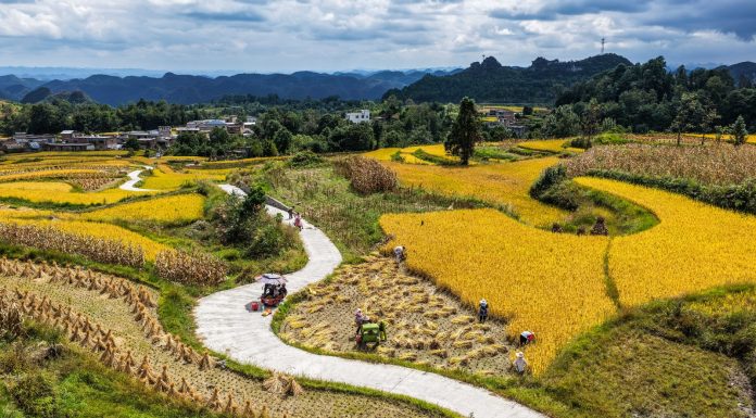 Cina: nel Guizhou al via la raccolta del riso su 7.900 ettari (3)