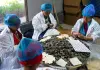 Cina: Yunnan, cultura del tè e turismo sul monte Jingmai (2)