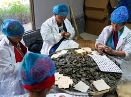 Cina: Yunnan, cultura del tè e turismo sul monte Jingmai (2)