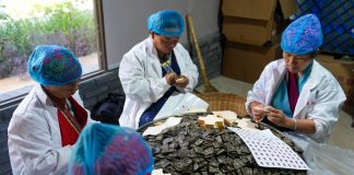 Cina: Yunnan, cultura del tè e turismo sul monte Jingmai (2)