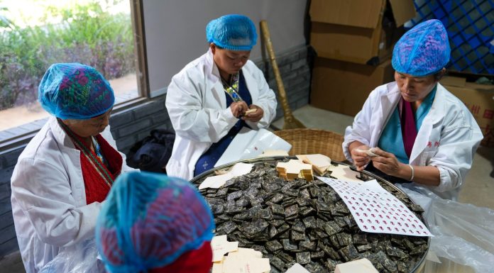 Cina: Yunnan, cultura del tè e turismo sul monte Jingmai (2)