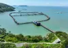Cina: allevamenti e turismo, cresce la filiera dell’ombrina gialla (2)