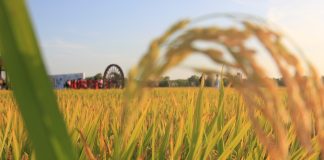 Cina: campi e coltivazioni nell’Heilongjiang (2)