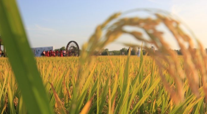 Cina: campi e coltivazioni nell’Heilongjiang (2)