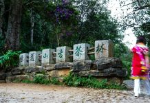 Cina: Yunnan, cultura del tè e turismo sul monte Jingmai (3)