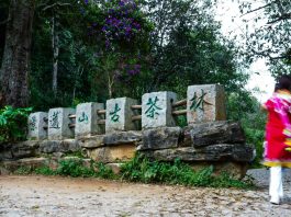 Cina: Yunnan, cultura del tè e turismo sul monte Jingmai (3)