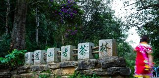 Cina: Yunnan, cultura del tè e turismo sul monte Jingmai (3)