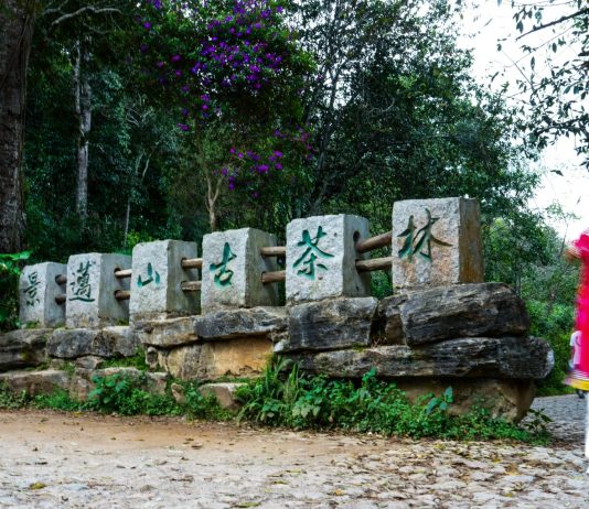 Cina: Yunnan, cultura del tè e turismo sul monte Jingmai (3)