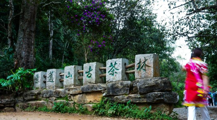 Cina: Yunnan, cultura del tè e turismo sul monte Jingmai (3)