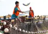 Cina: allevamenti e turismo, cresce la filiera dell’ombrina gialla (3)